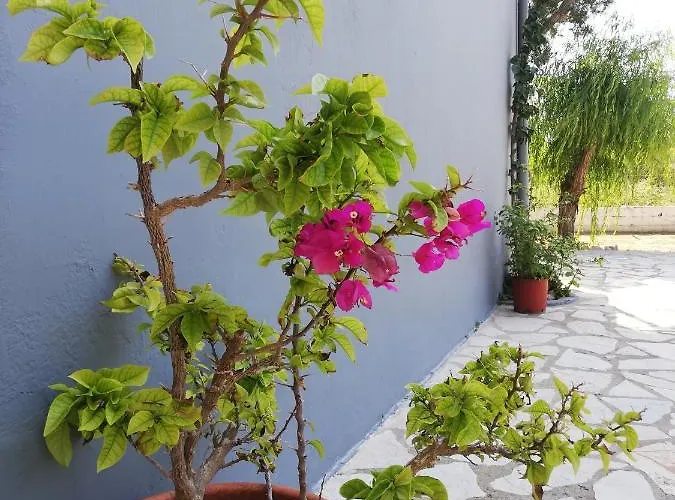 Anestis Apartamento *